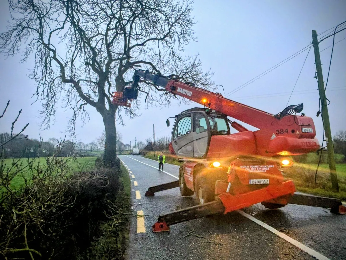Tree removal - Image 2