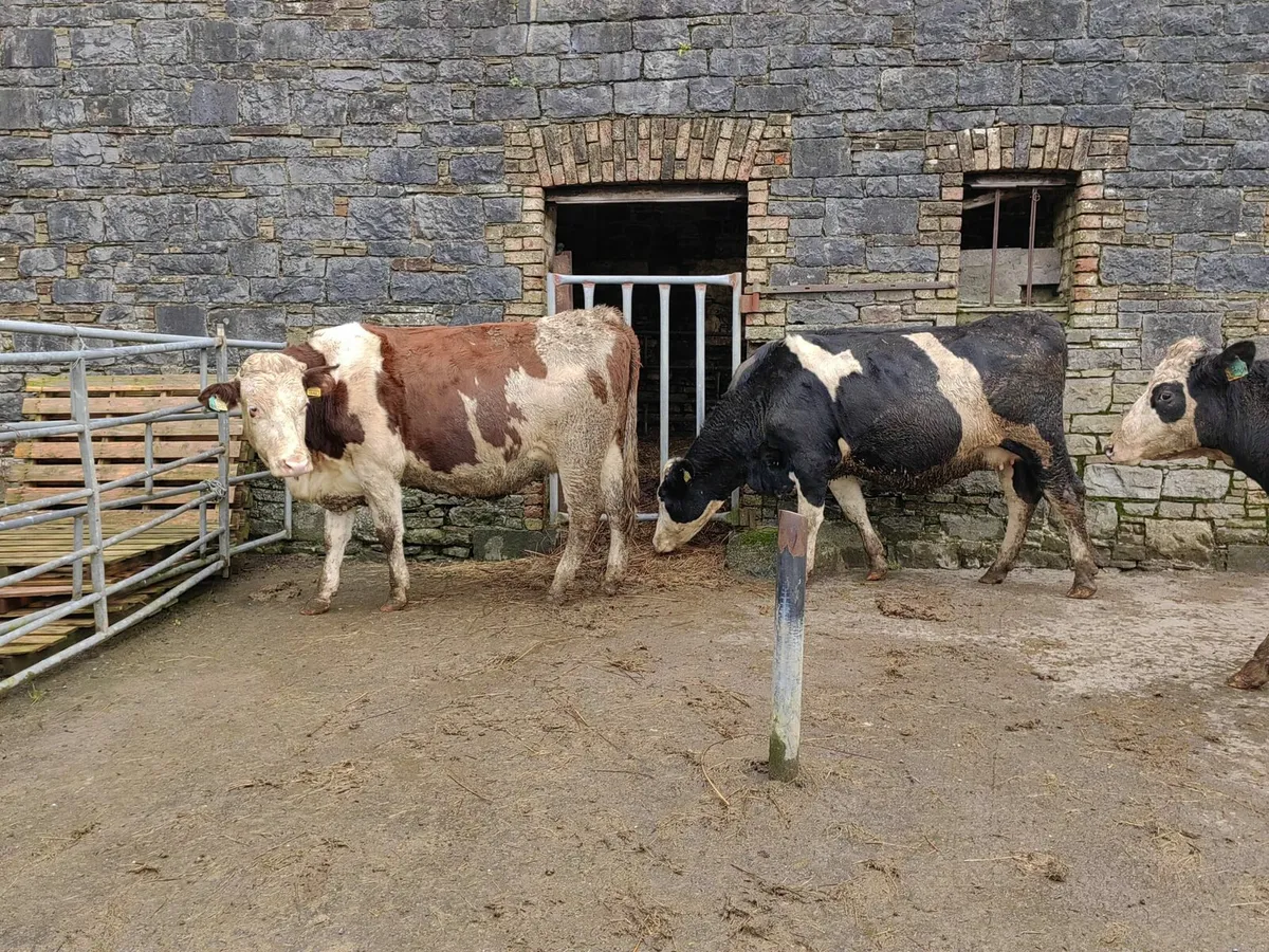 Montbeliard x Heifers - Image 1