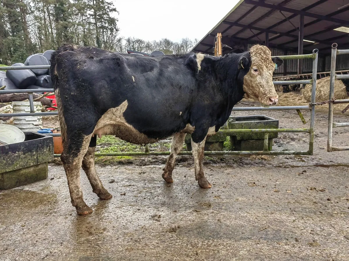 Montbeliard x Heifers - Image 2