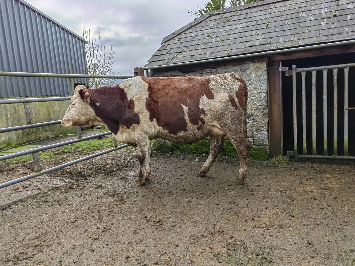 Montbeliard x Heifers - Image 3