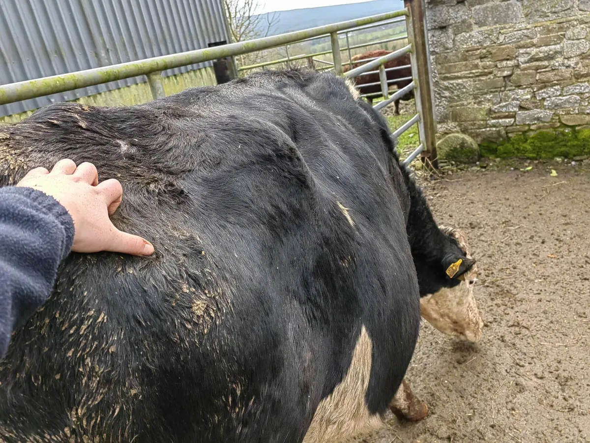Montbeliard x Heifers - Image 4