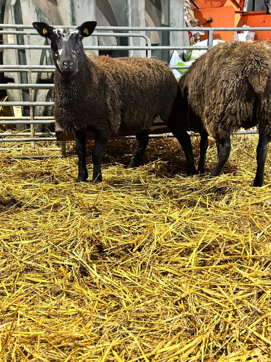 Inlamb Dutch spotted ewe lambs - Image 1
