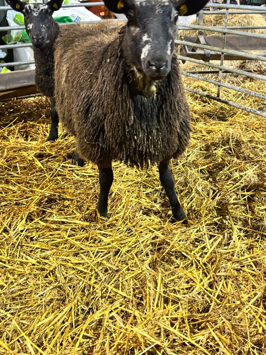Inlamb Dutch spotted ewe lambs - Image 3