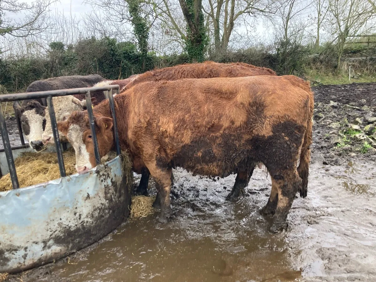 Suckler Cow - Image 1