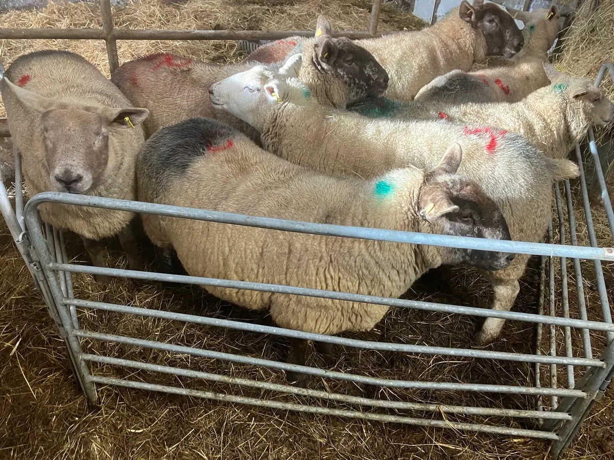 Ewes for sale
