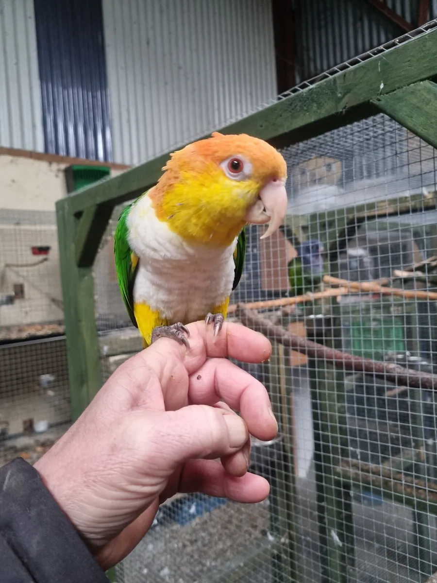 Parrots. Caique. Senegal. - Image 1
