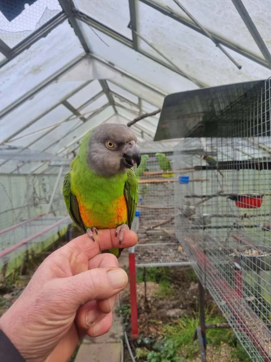 Parrots. Caique. Senegal. - Image 2