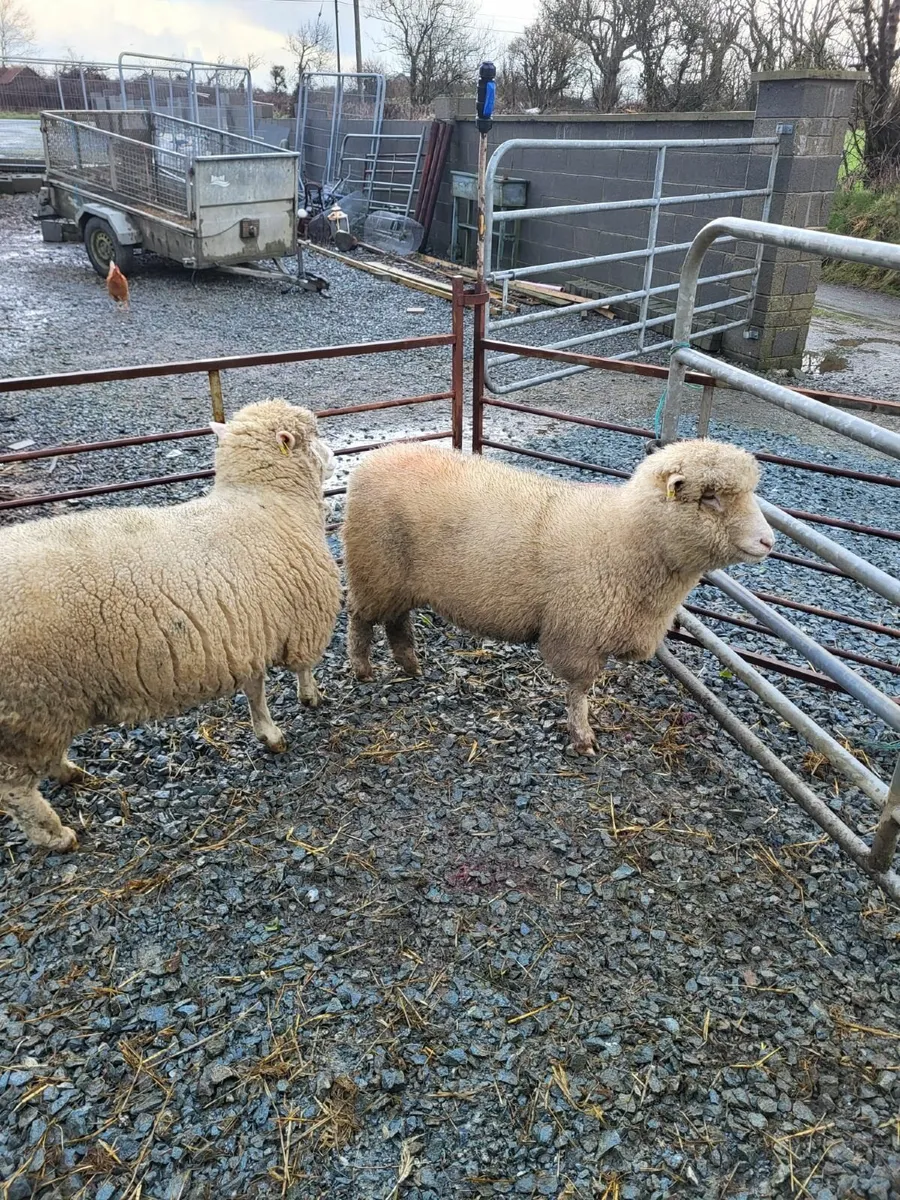 Dorset Ewes - Image 2