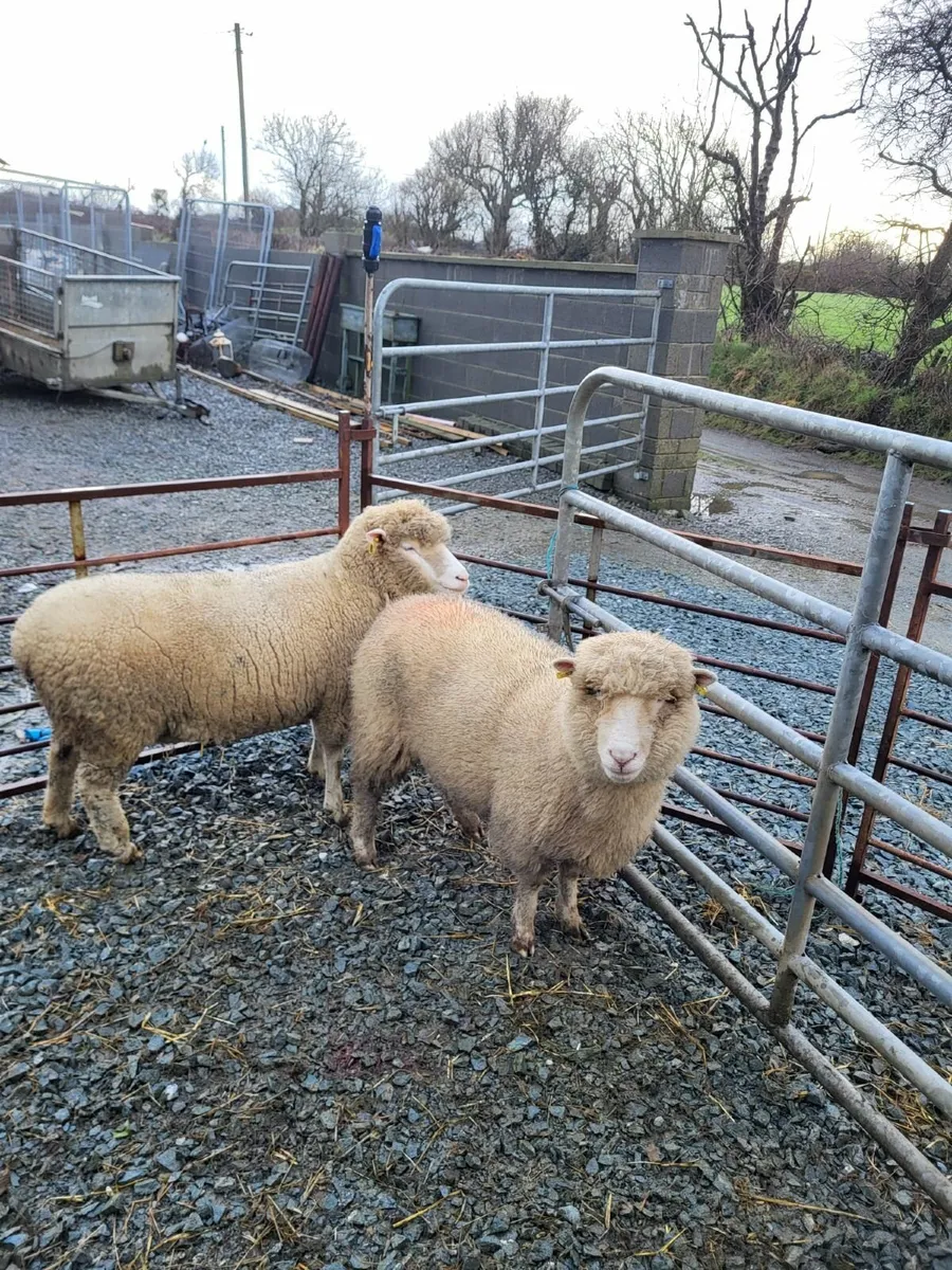 Dorset Ewes - Image 1