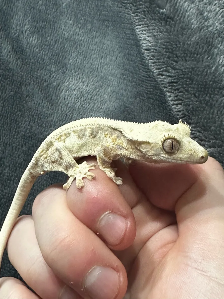 Crested gecko - Image 1