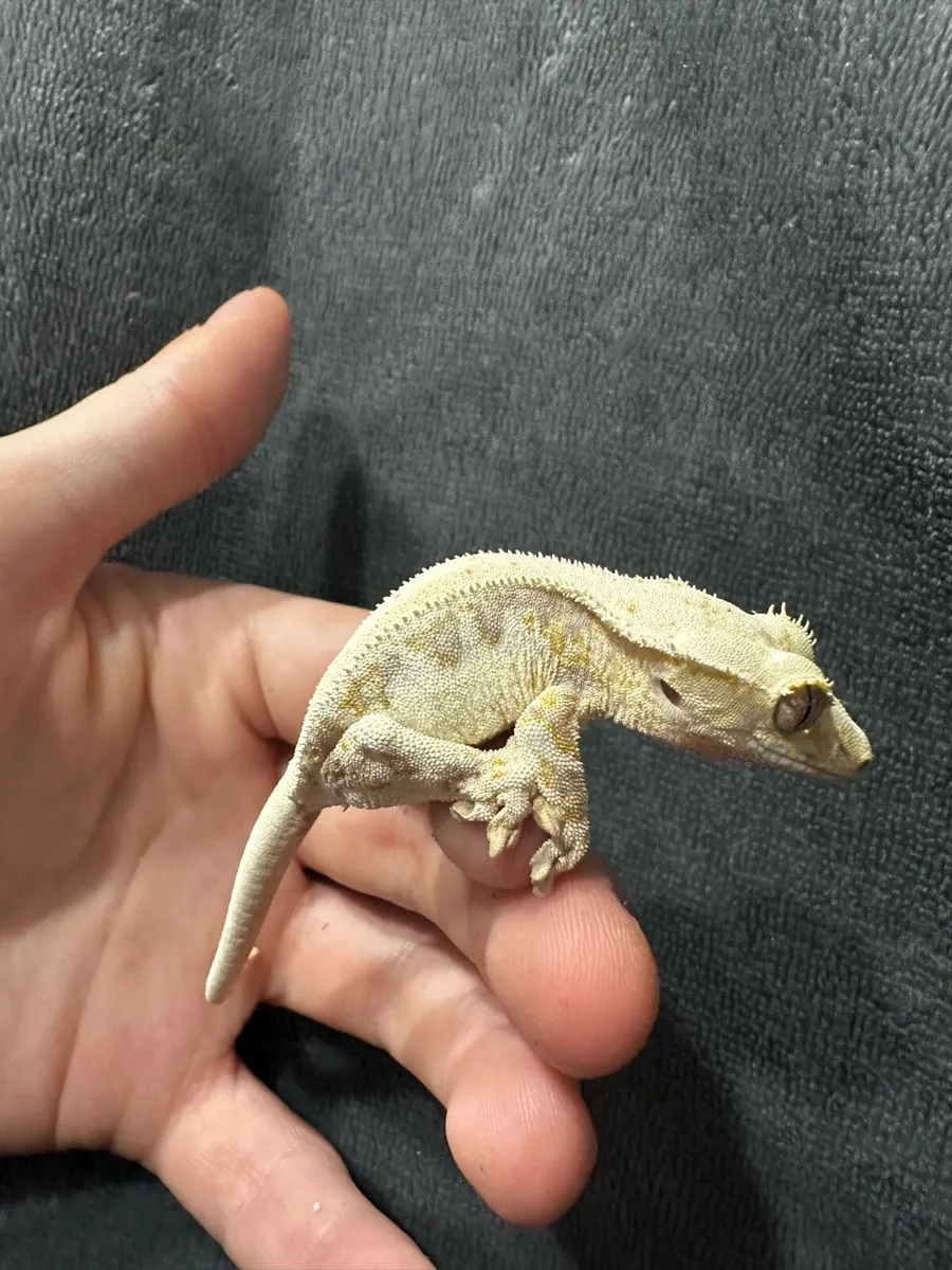 Crested gecko - Image 2