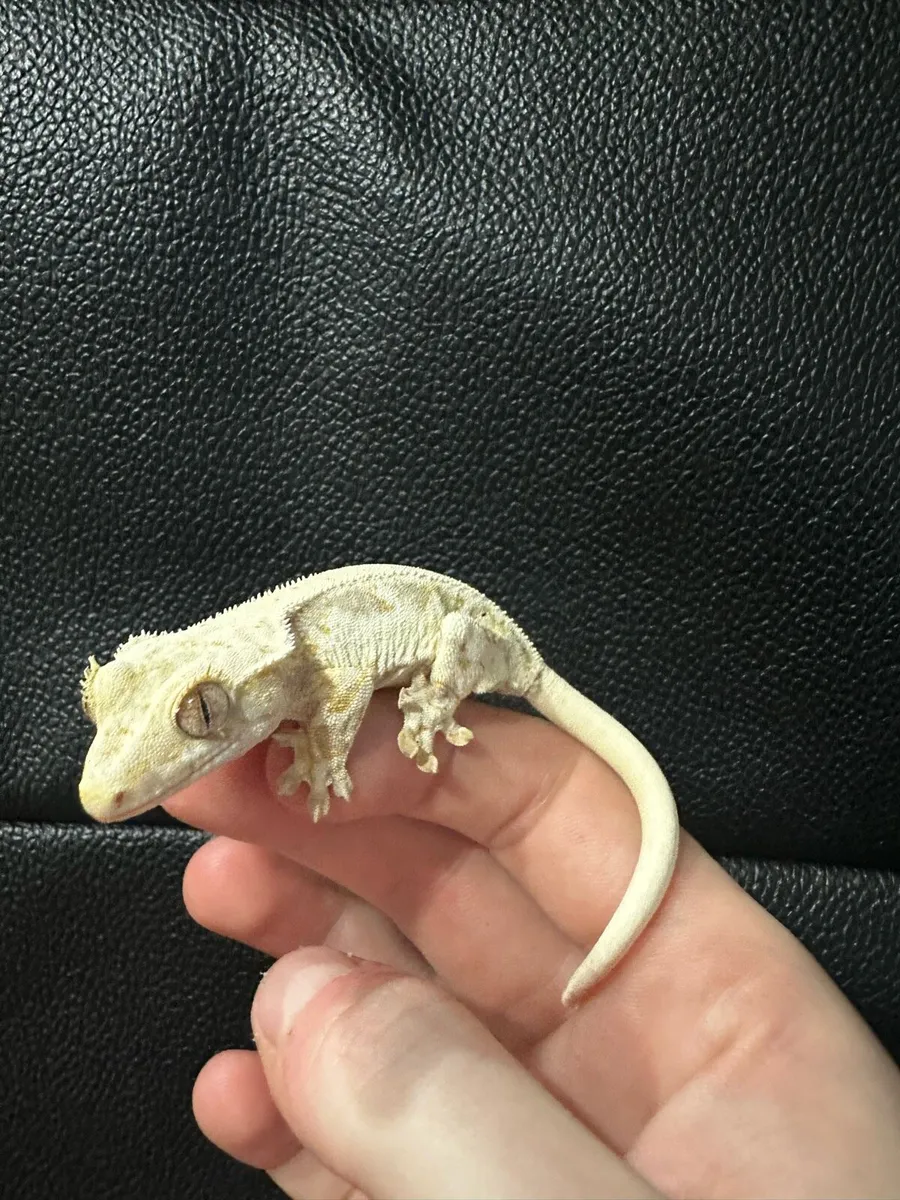 Crested gecko - Image 3