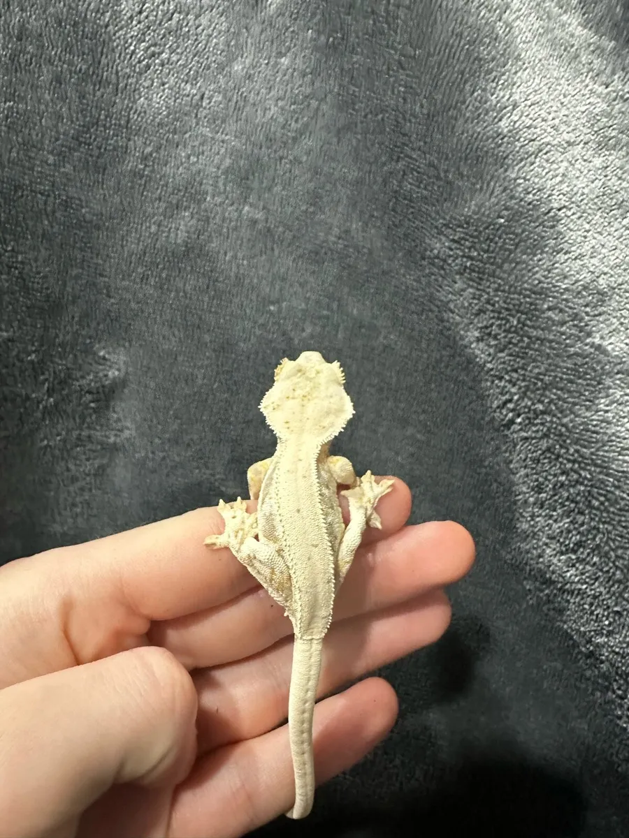 Crested gecko - Image 4