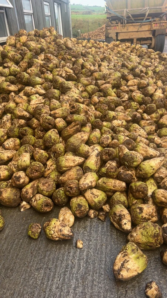 Beet maize - Image 2