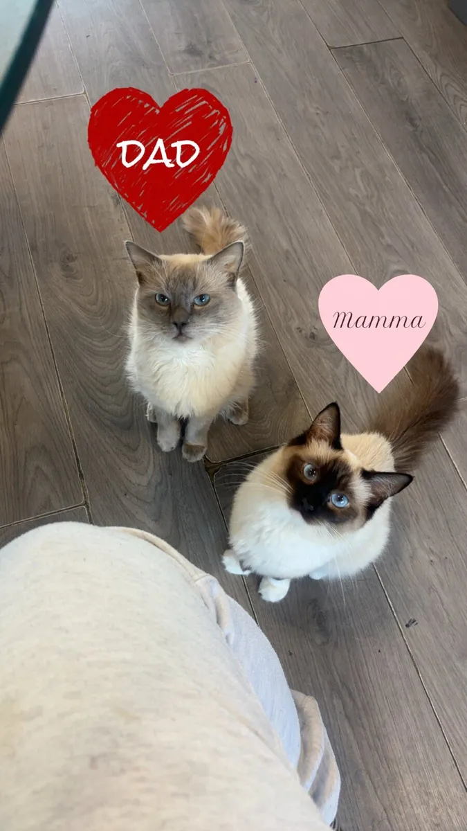 Ragdoll kittens - Image 1