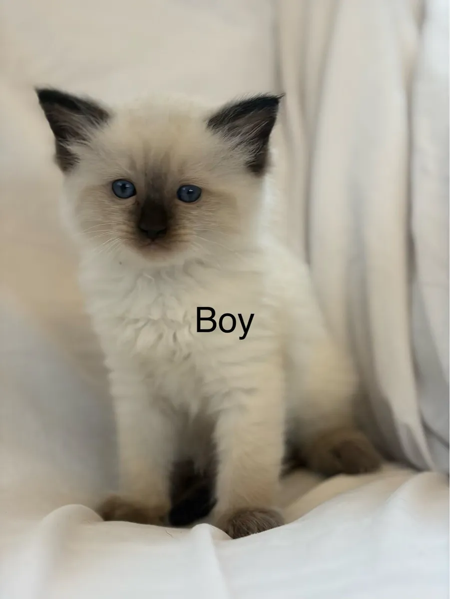 Ragdoll kittens - Image 2