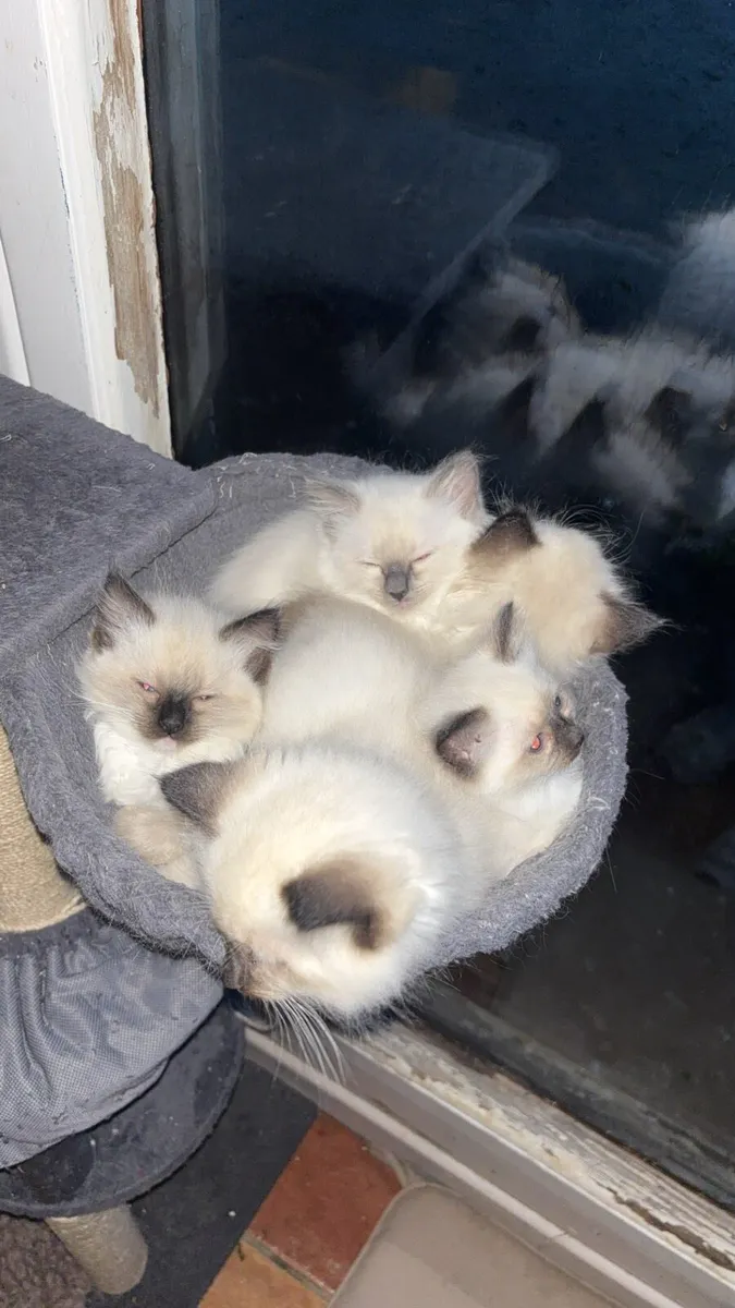 Ragdoll kittens - Image 3