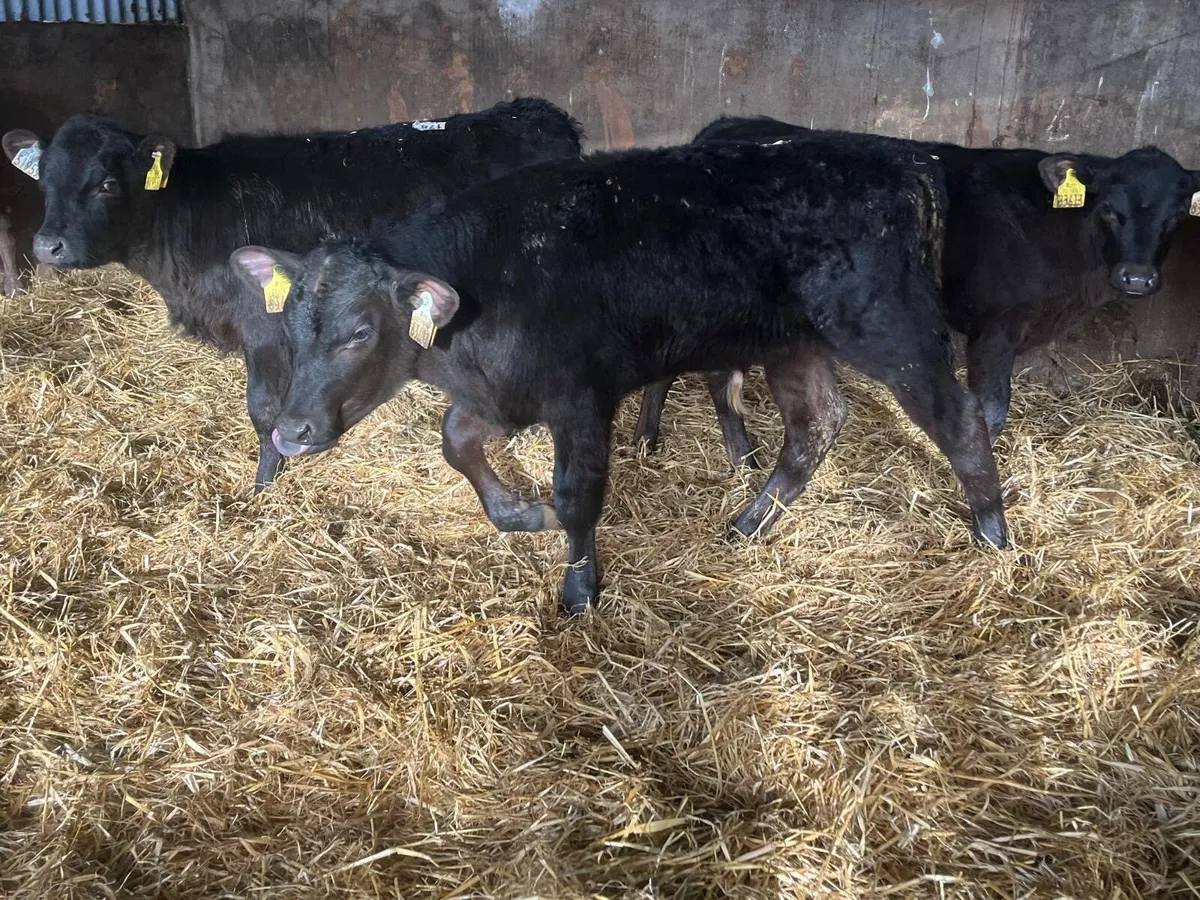 6 super Angus weaned bull runners - Image 1