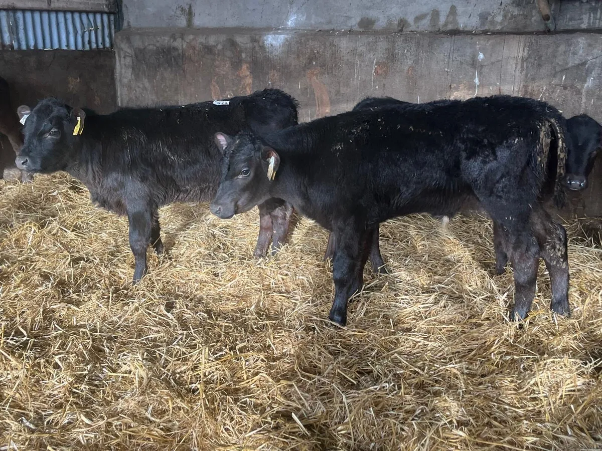 6 super Angus weaned bull runners - Image 2