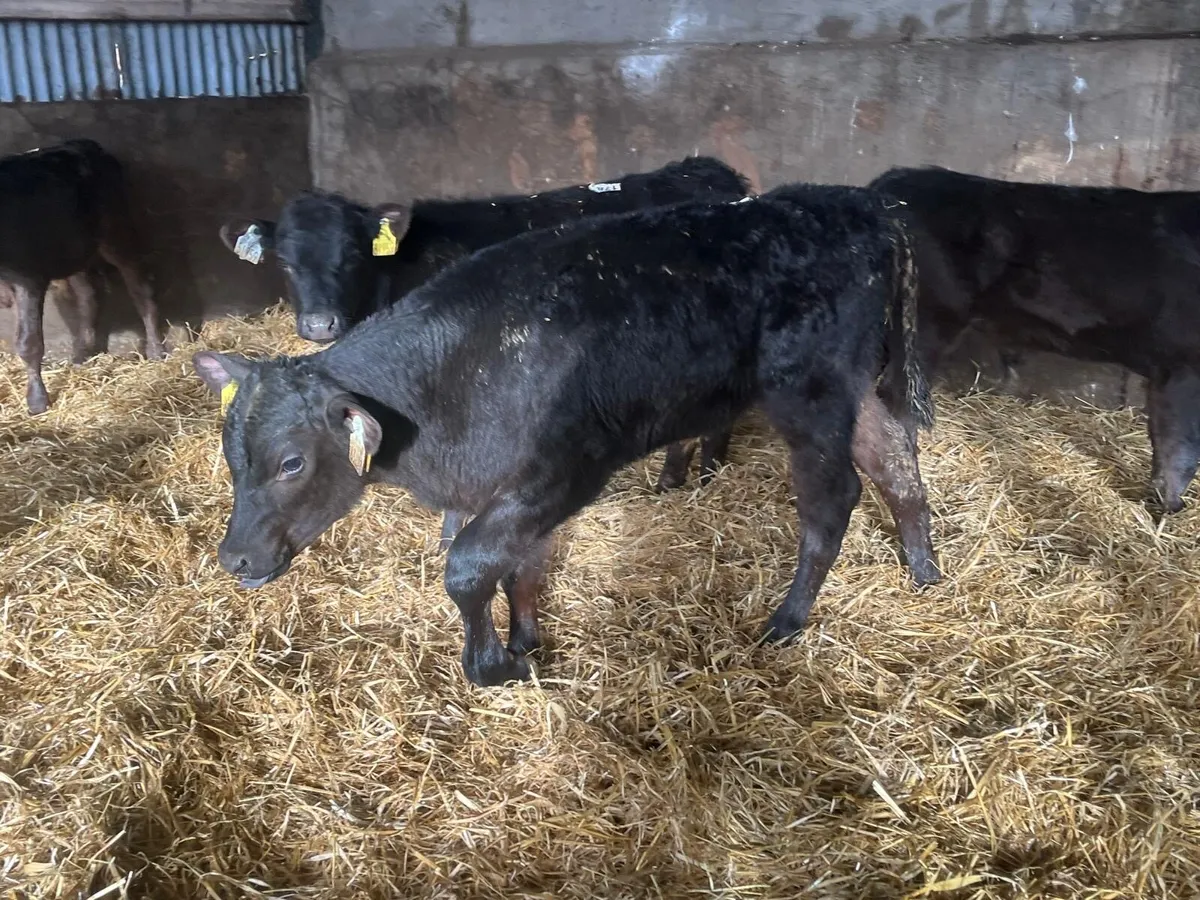 6 super Angus weaned bull runners - Image 3