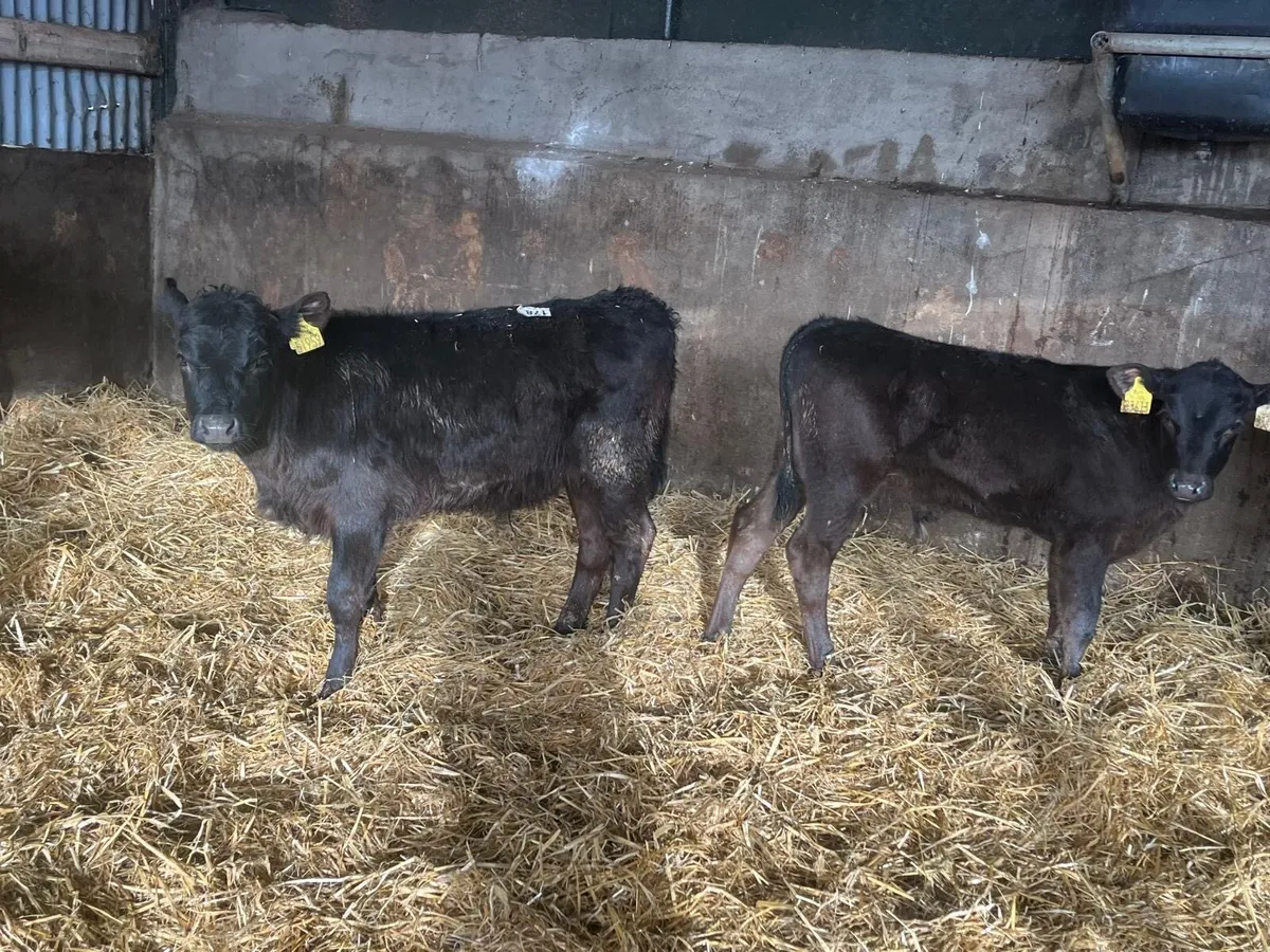 6 super Angus weaned bull runners - Image 4