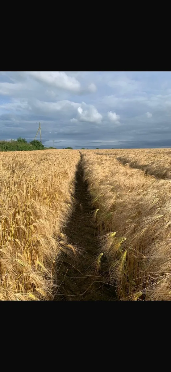 Straw for sale - Image 1