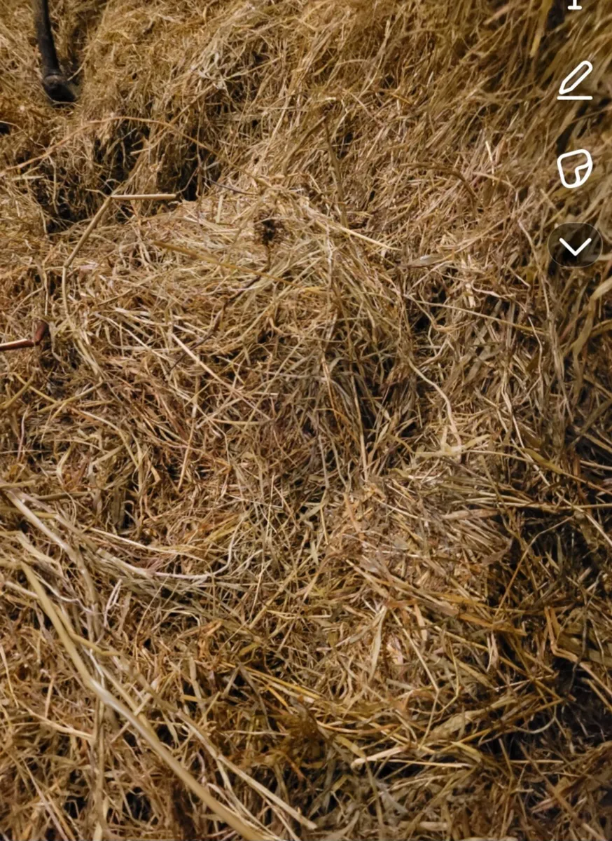 Silage Bales 2025 - Image 1