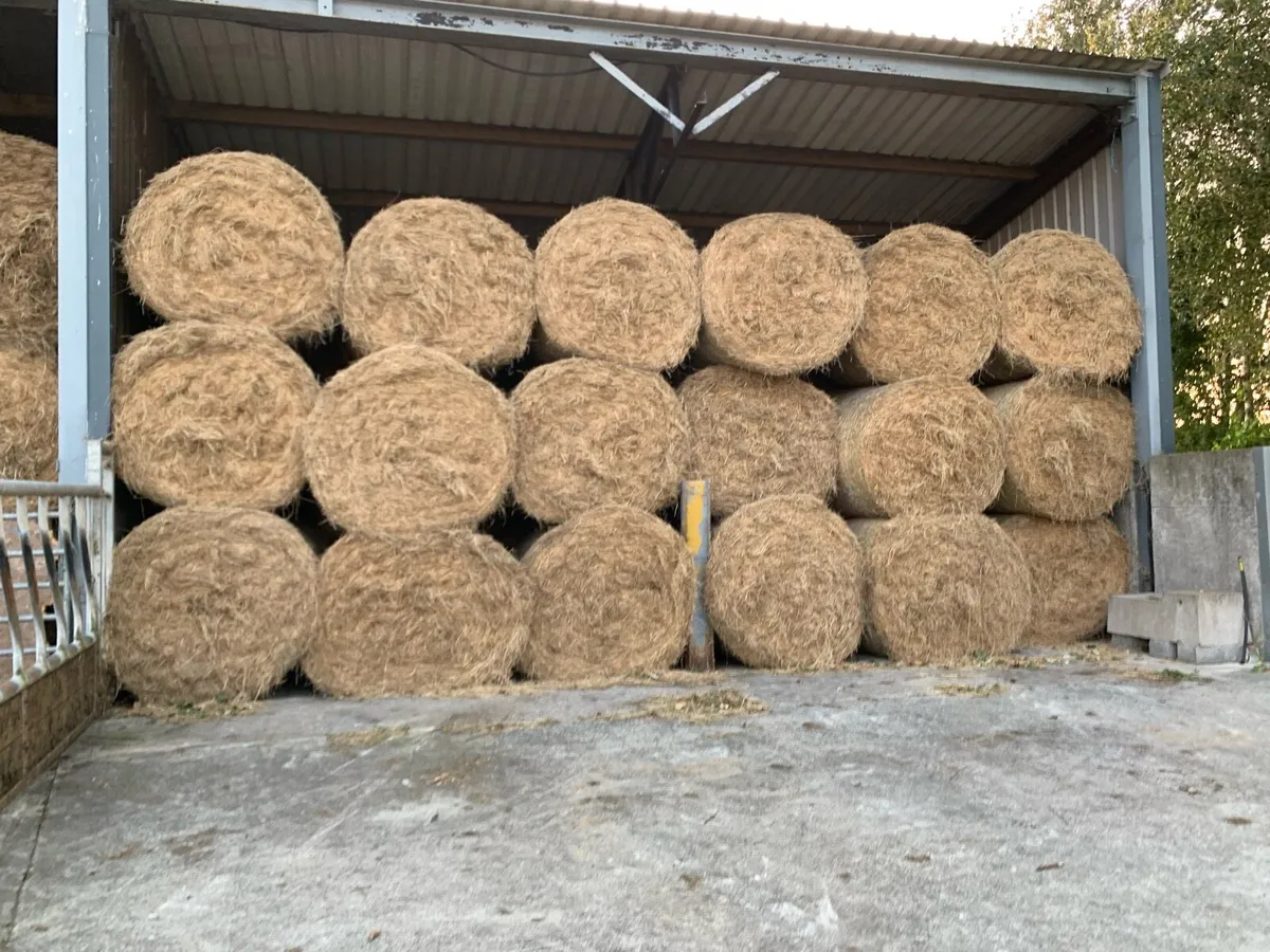 Hay - Image 2