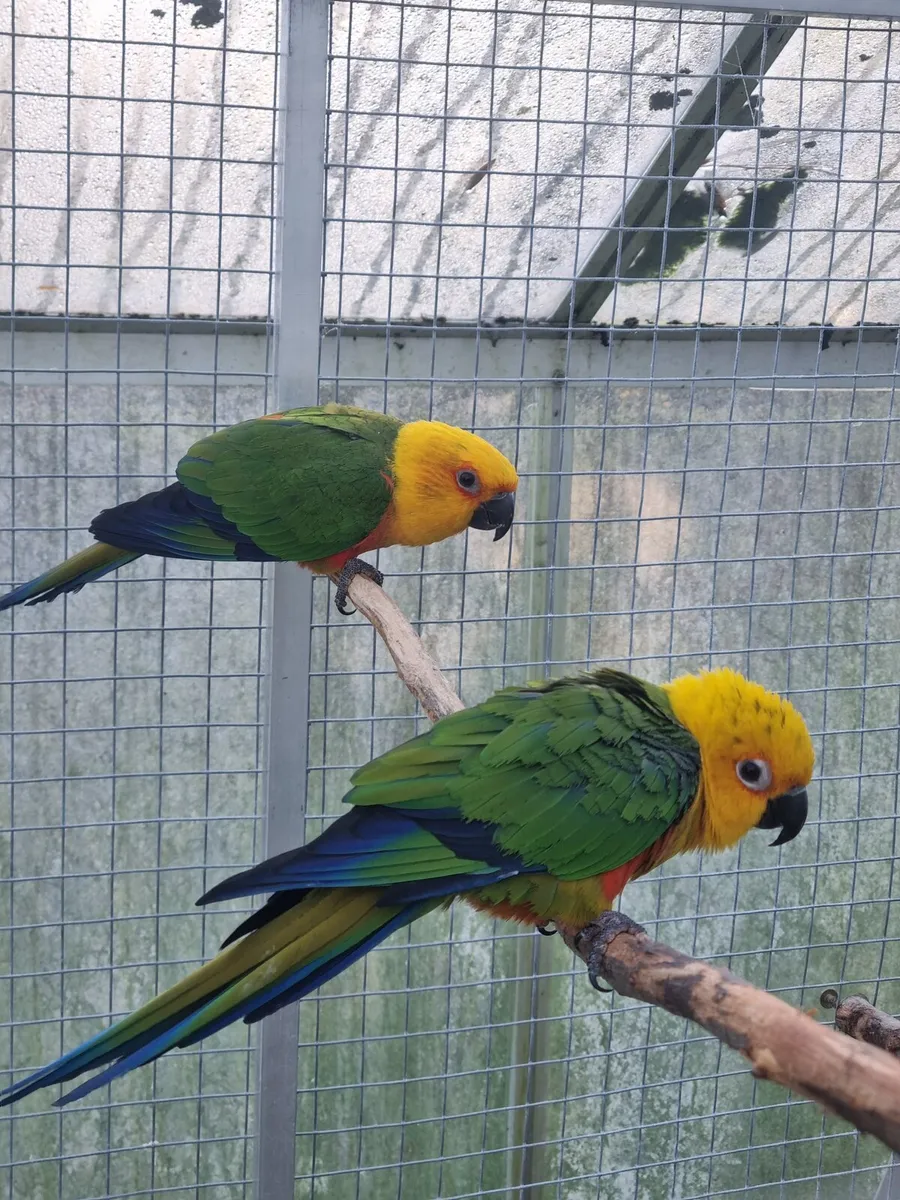 Parrots. Jendays. Pionus. Meyers. - Image 1