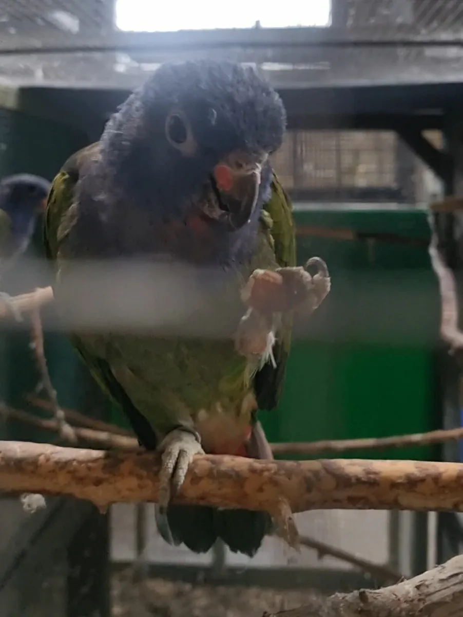 Parrots. Jendays. Pionus. Meyers. - Image 2