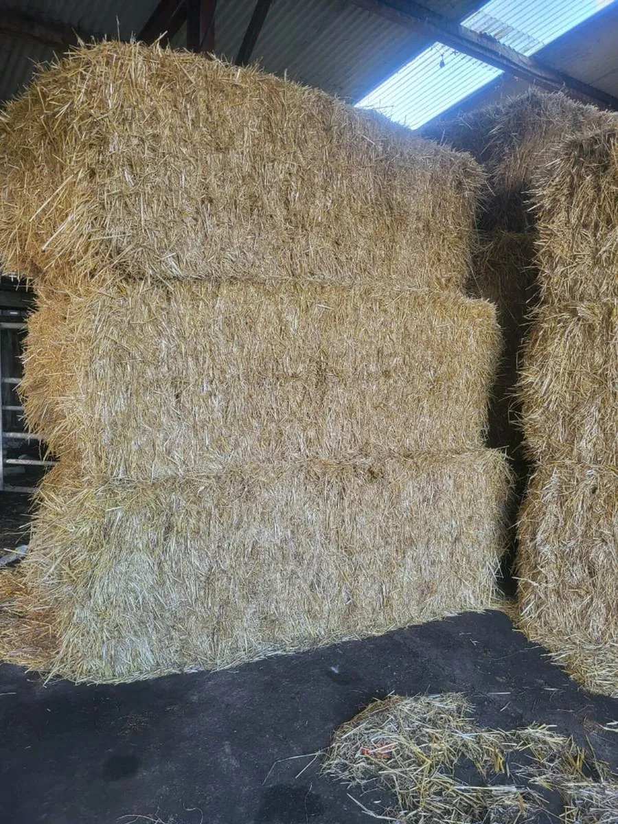 Barley straw - Image 1