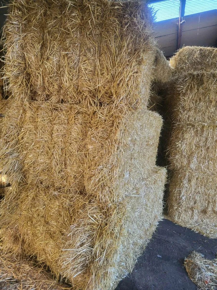 Barley straw - Image 2