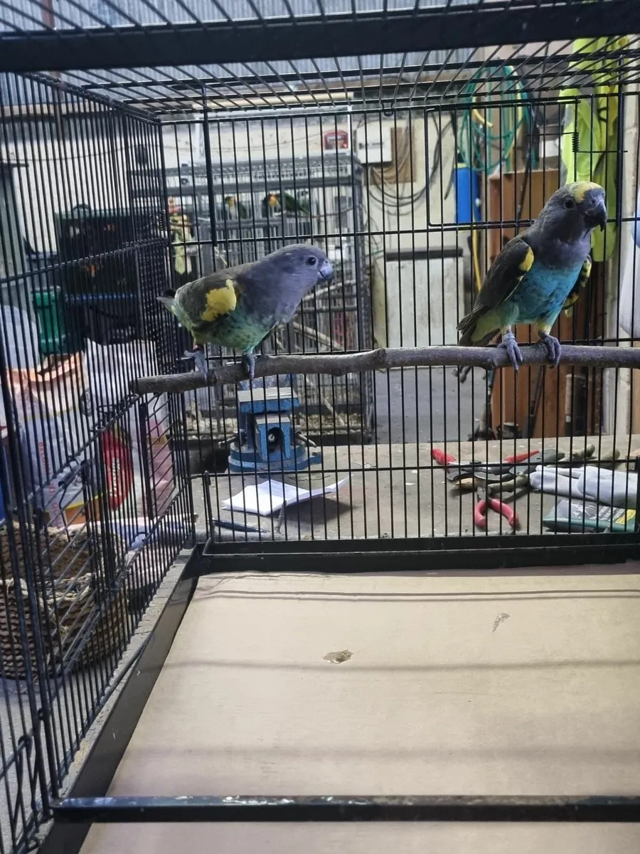 Parrots. Jendays. Pionus. Meyers. - Image 3