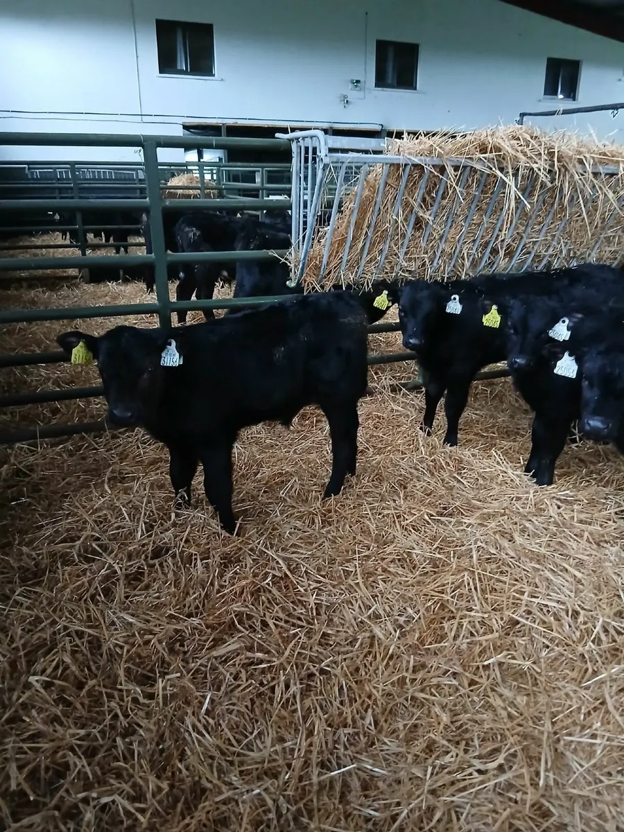 Calves - Image 1