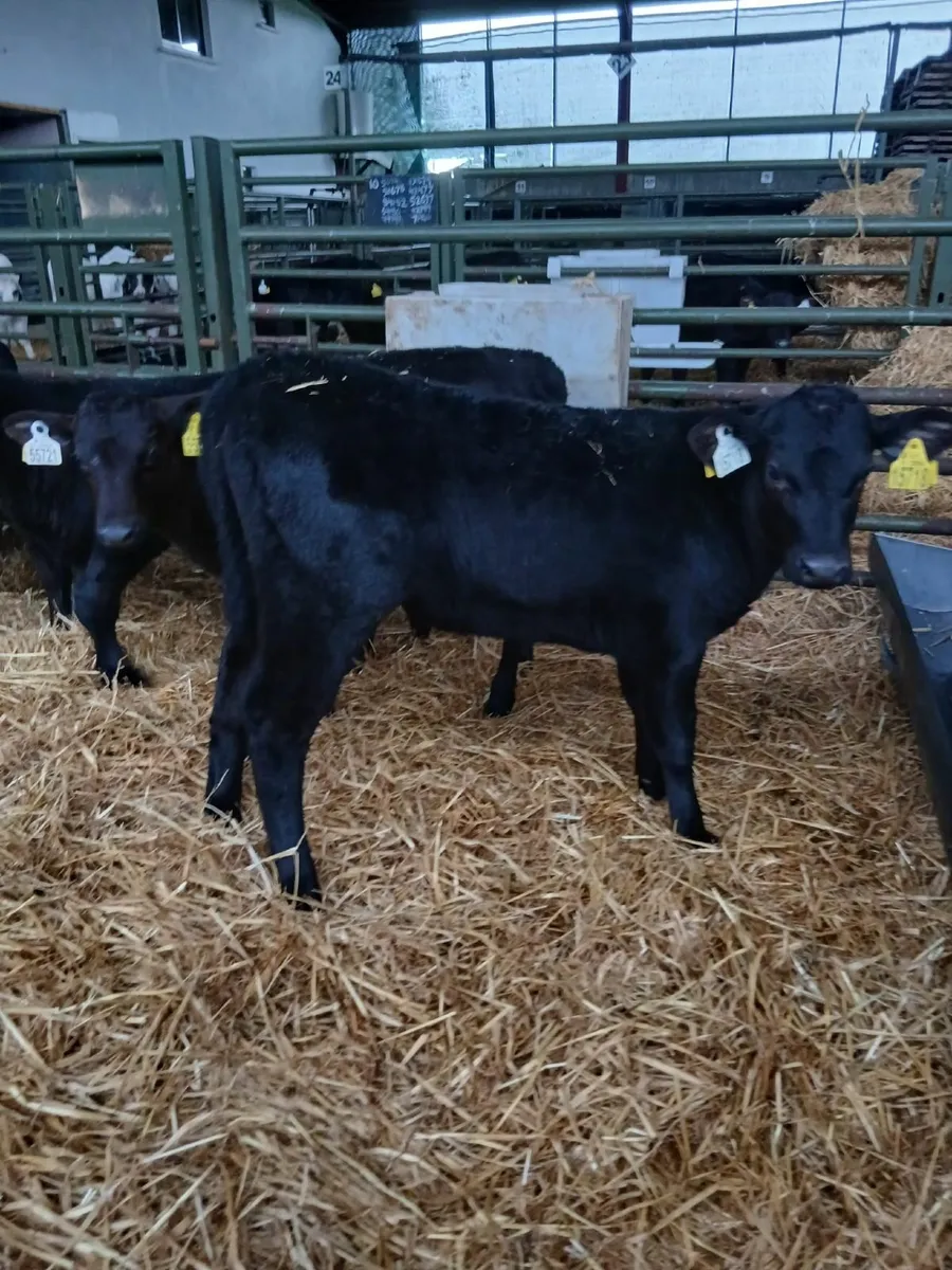 Calves - Image 3