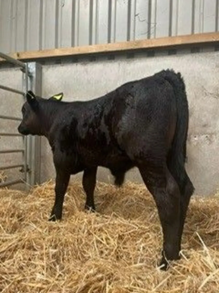 Calves - Image 2