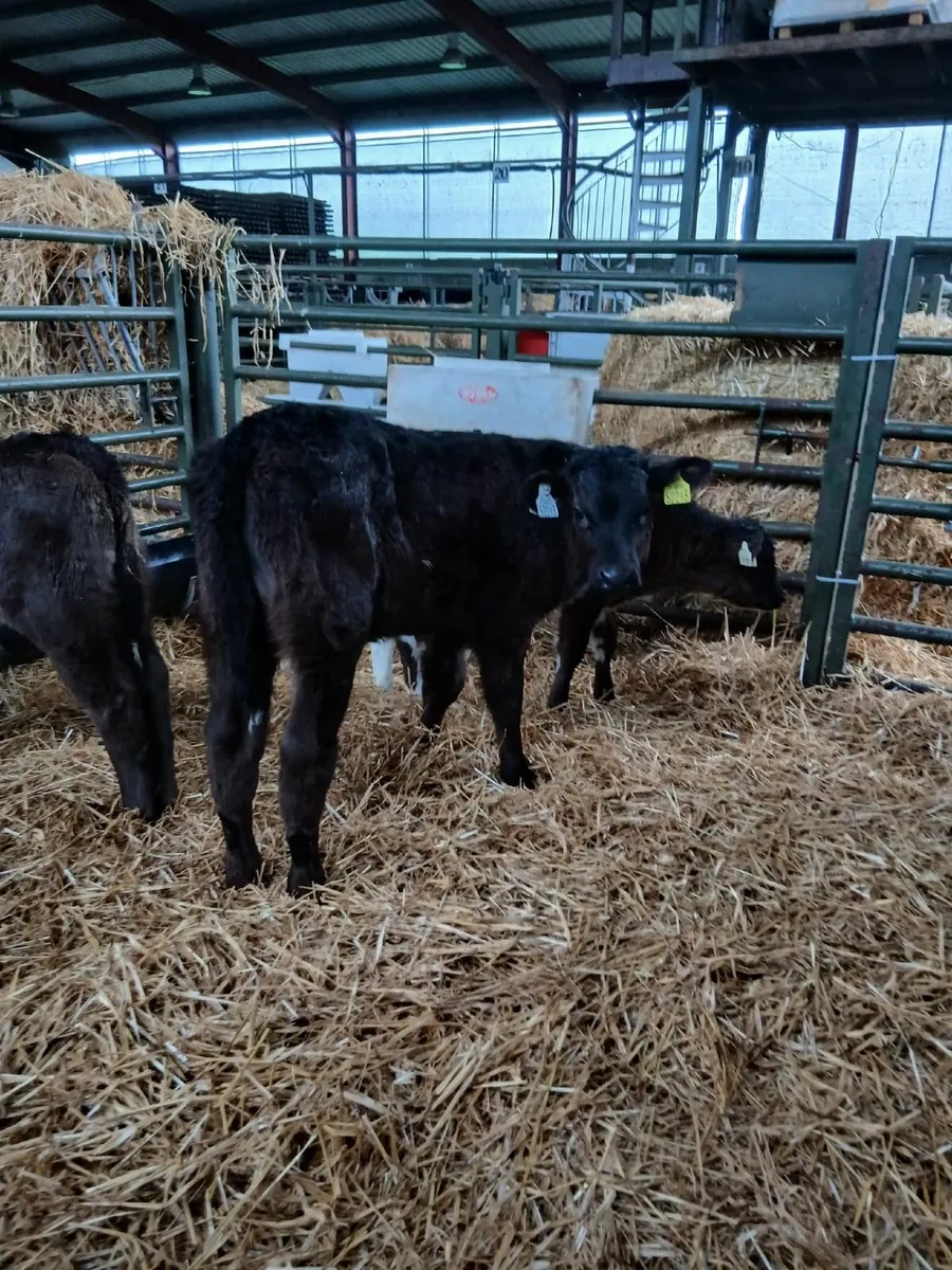 Calves - Image 4