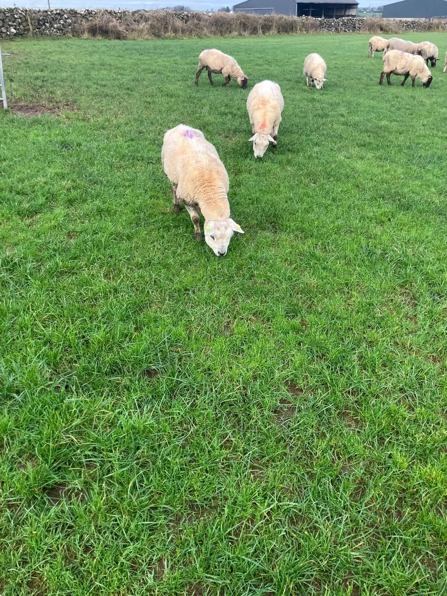 6 empty ewes and 2 PB tx empty - Image 2