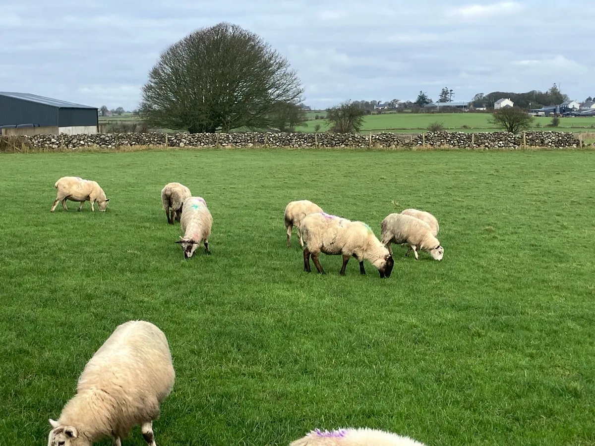 6 empty ewes and 2 PB tx empty - Image 4