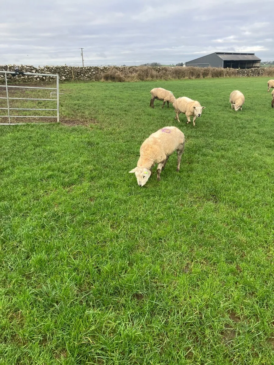 6 empty ewes and 2 PB tx empty - Image 3