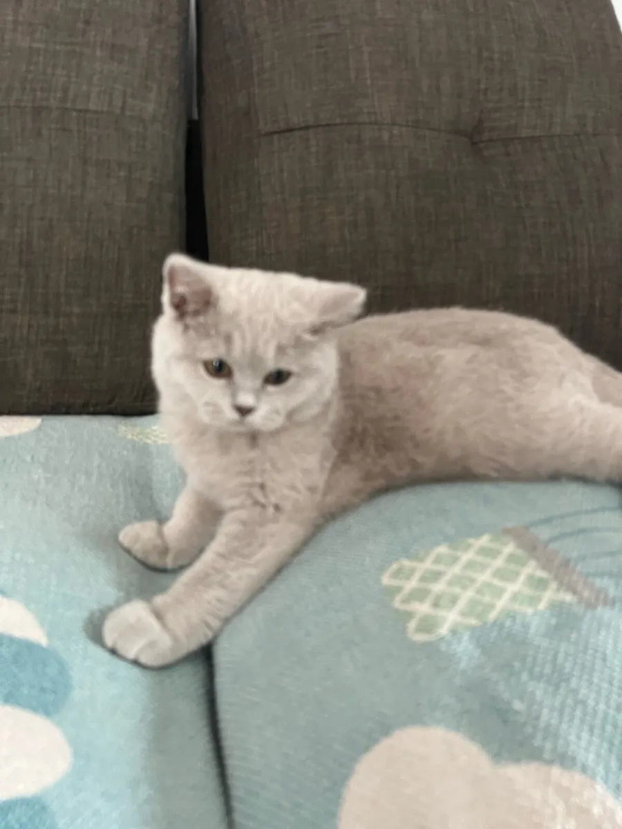 British short hair cat - Image 3