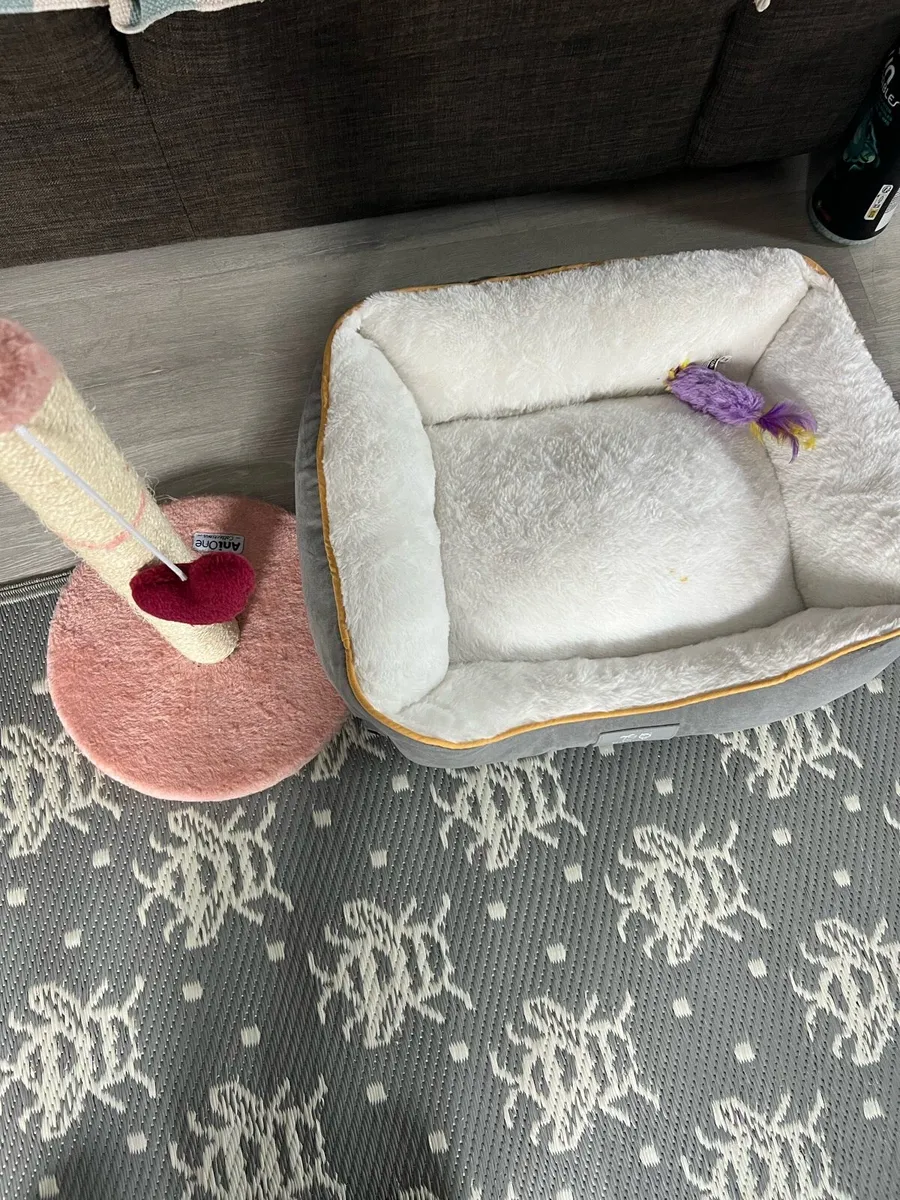 British short hair cat - Image 4