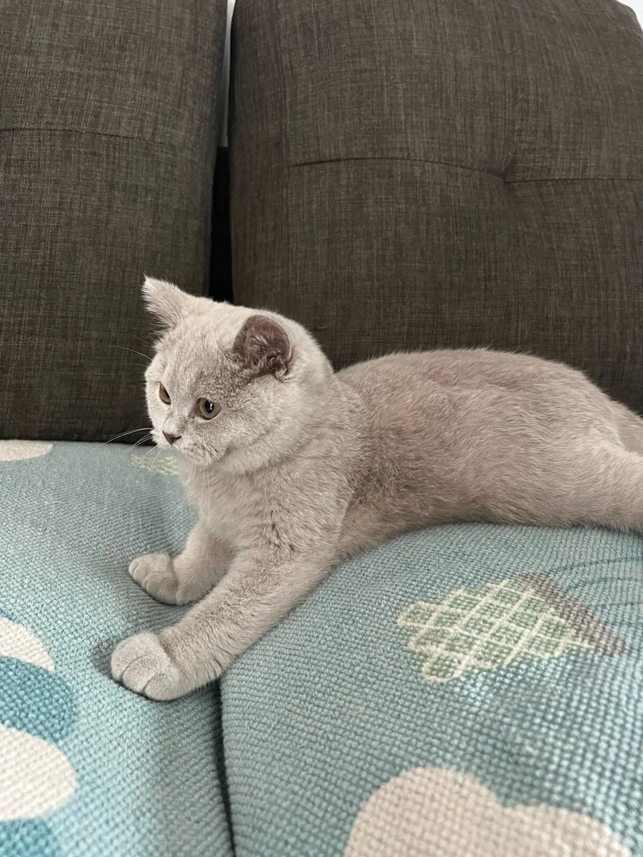 British short hair cat - Image 2