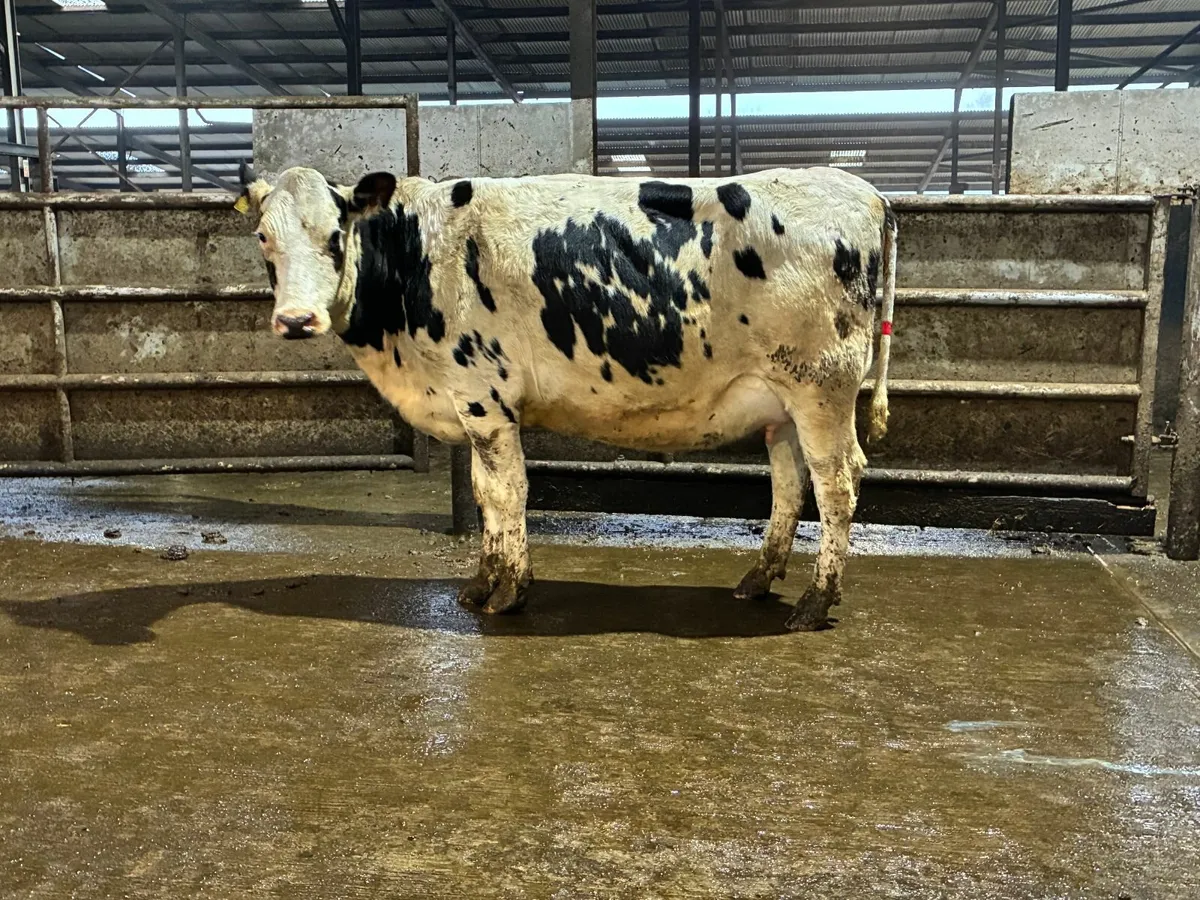 Fresh Calved Cows and Heifers