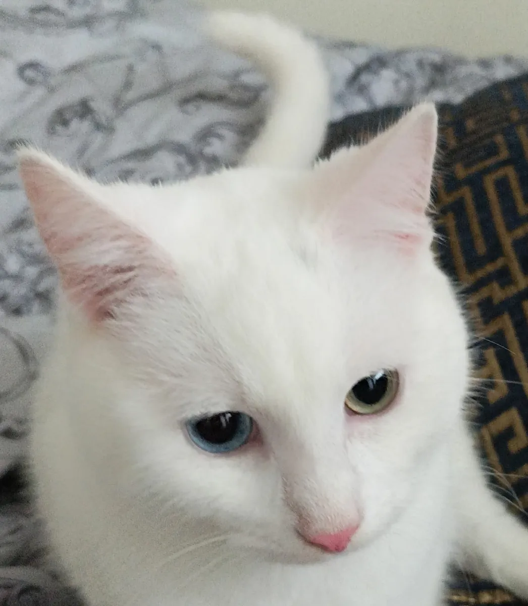 Van kittens,♥️🤍♥️ - Image 2