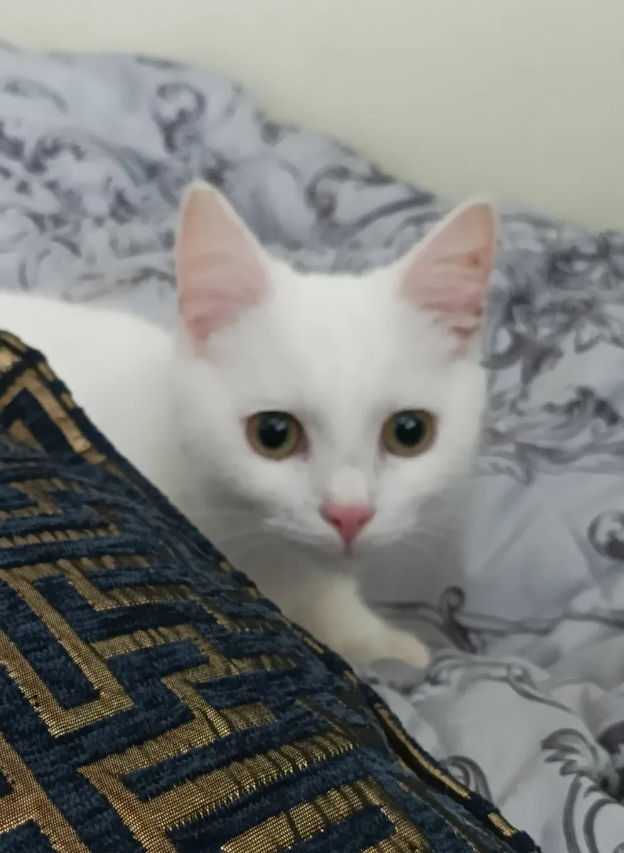 Van kittens,♥️🤍♥️ - Image 1