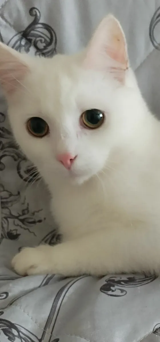 Van kittens,♥️🤍♥️ - Image 3