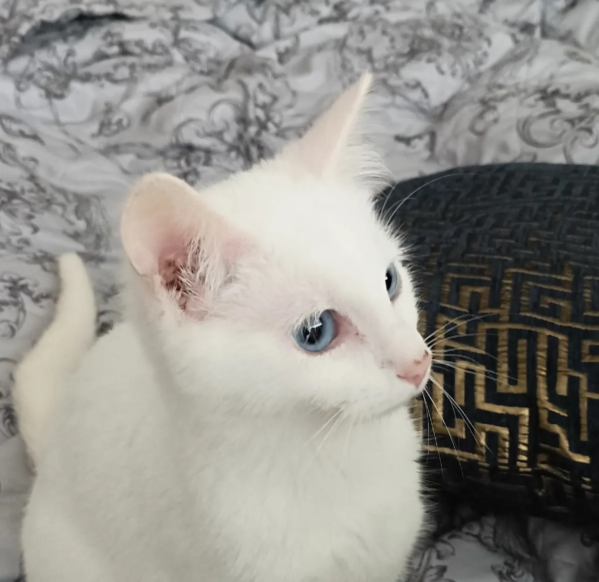 Van kittens,♥️🤍♥️ - Image 4