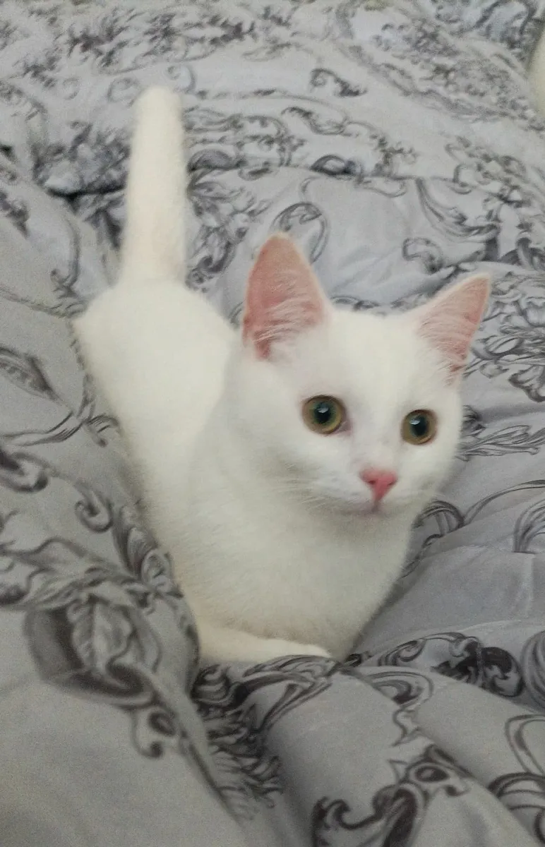 Van kittens,♥️🤍♥️ - Image 1