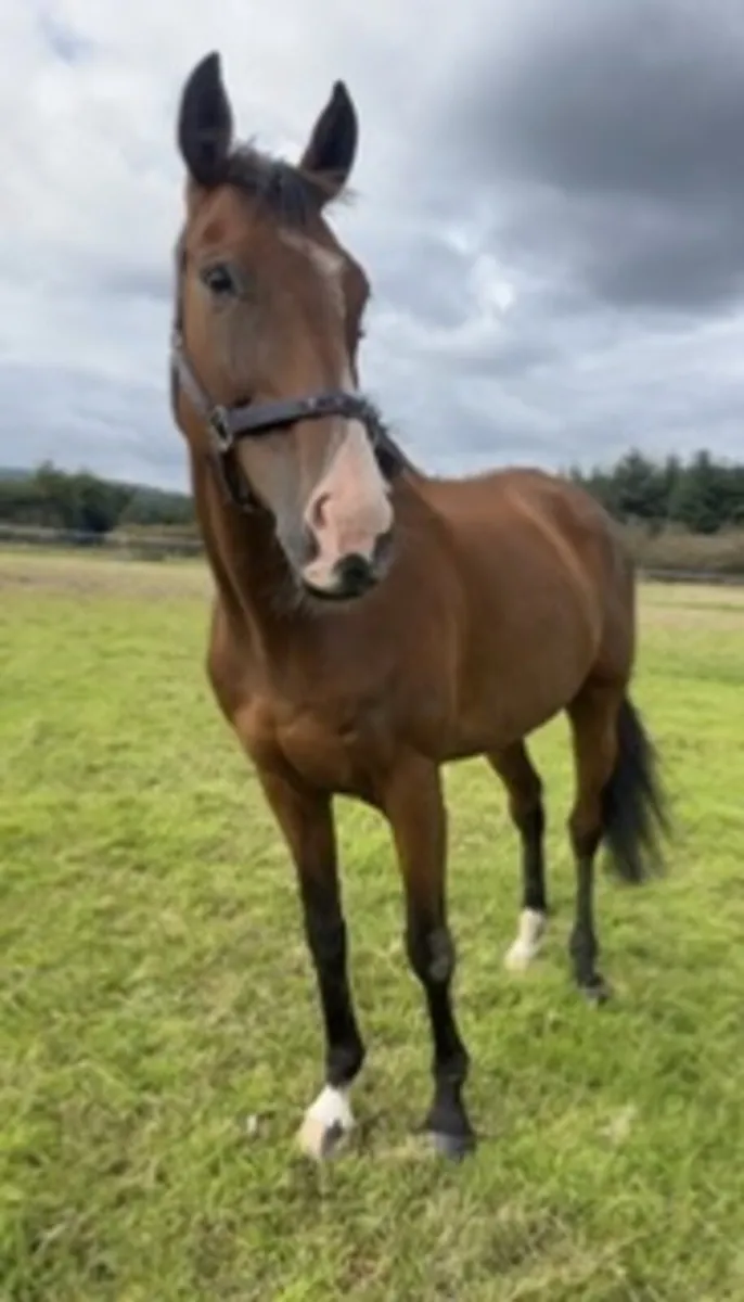 Hero ⭐️ - Image 3